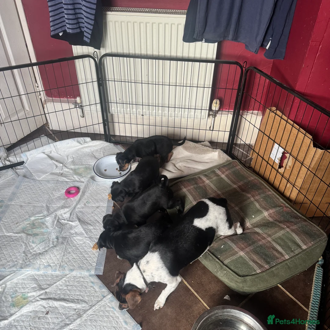 Patterjack dogs for sale: Ready for their forever homes this weekend!! - Advert 2