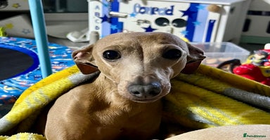 Italian Greyhound dogs - Advert 3