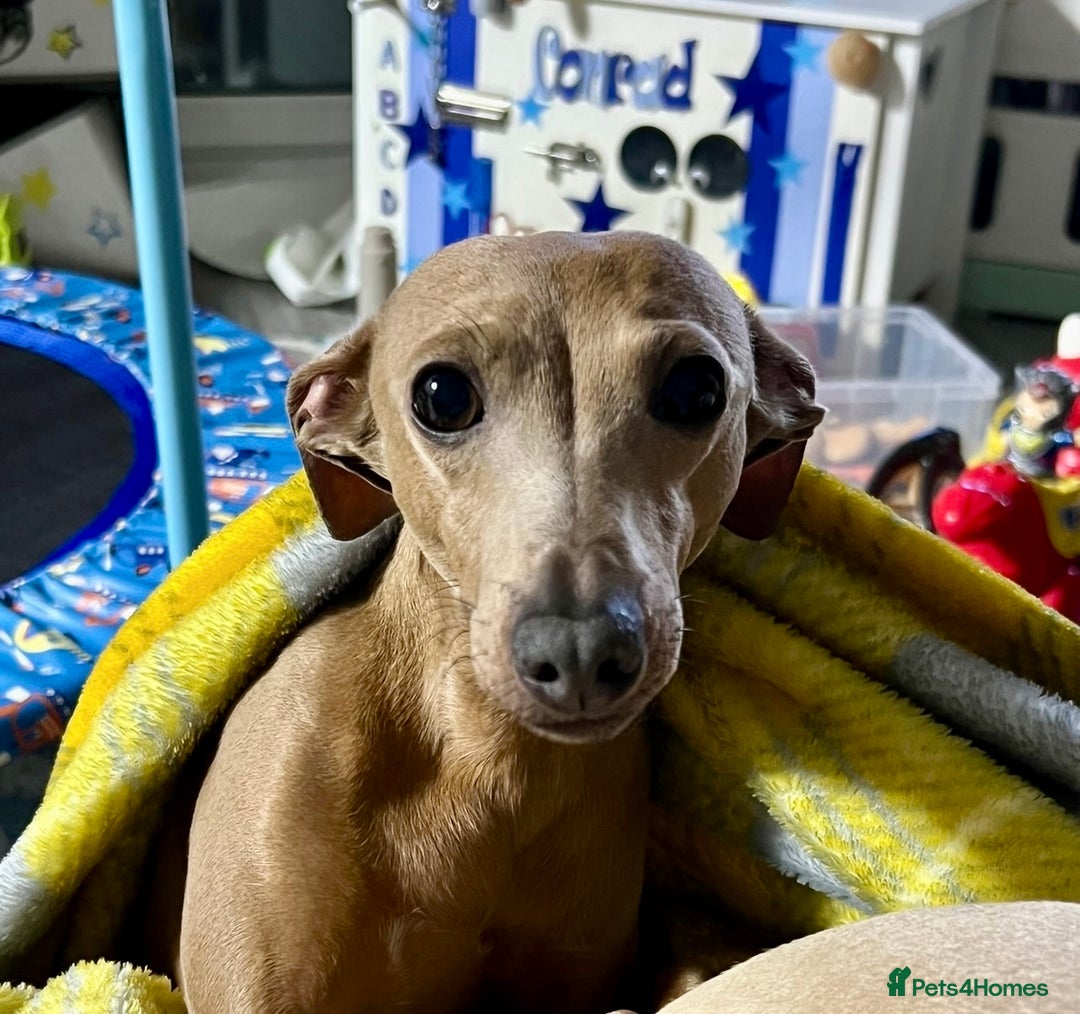 Italian Greyhound dogs for sale: Sad sale neutered italian greyhound adult sisters - Image 3