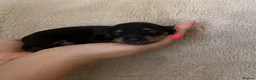 Miniature Dachshund dogs for sale: Long Haired Miniture Dachshund Puppy - Advert 7
