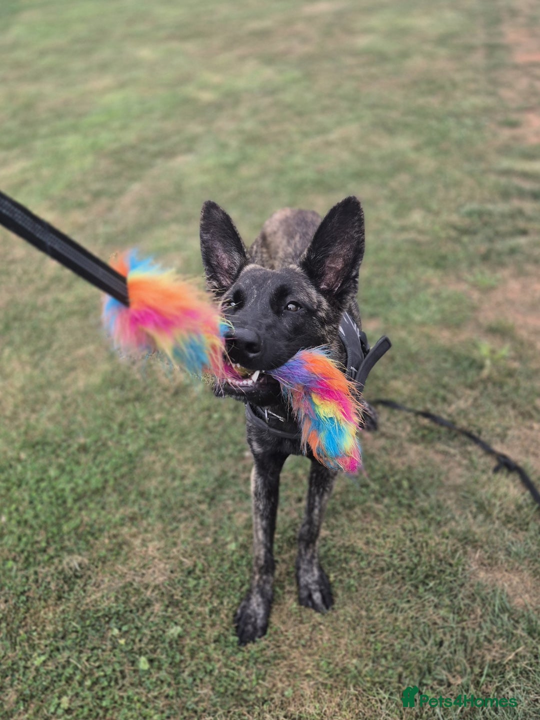 Belgian Shepherd Dog dogs for adoption: RAY - YOUNG MALE DUTCH SHEPHERD  - Image 3