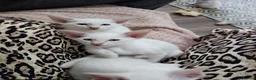 Siamese cats for sale: GCCF registered Siamese kittens - Advert 9