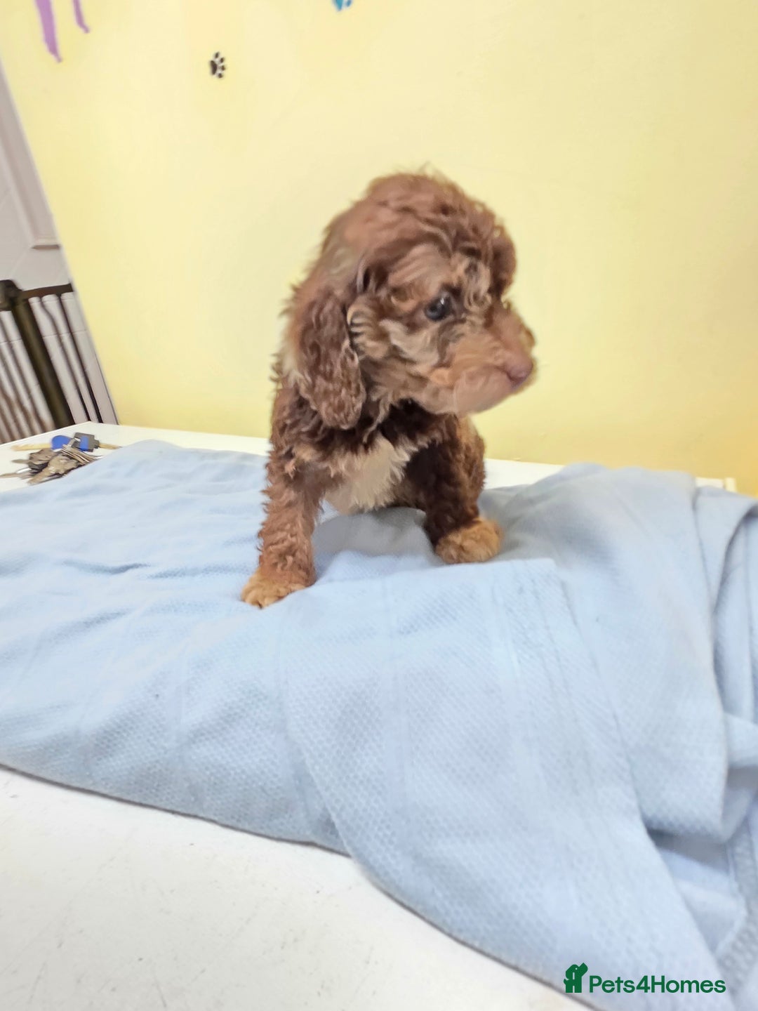 Cockapoo dogs for sale: Cockapoo puppies - Advert 7