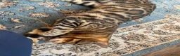 Bengal cats for sale: Bengal Cat Looking for a New Home  - Advert 8