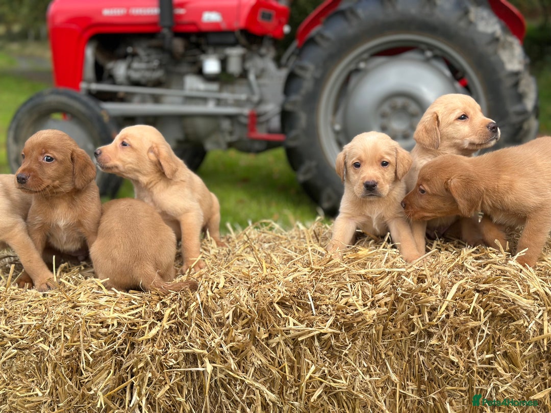 Labrador Retriever dogs for sale: Labrador retriever puppies for sale  - Image 5