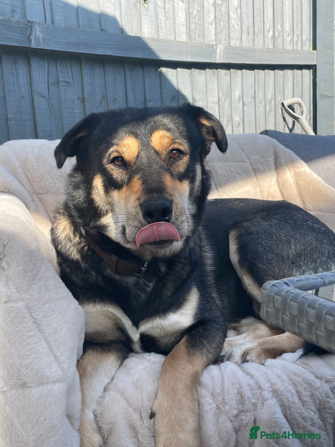 Mixed Breed dogs for sale: Rehoming of our female Rottsky - Image 2