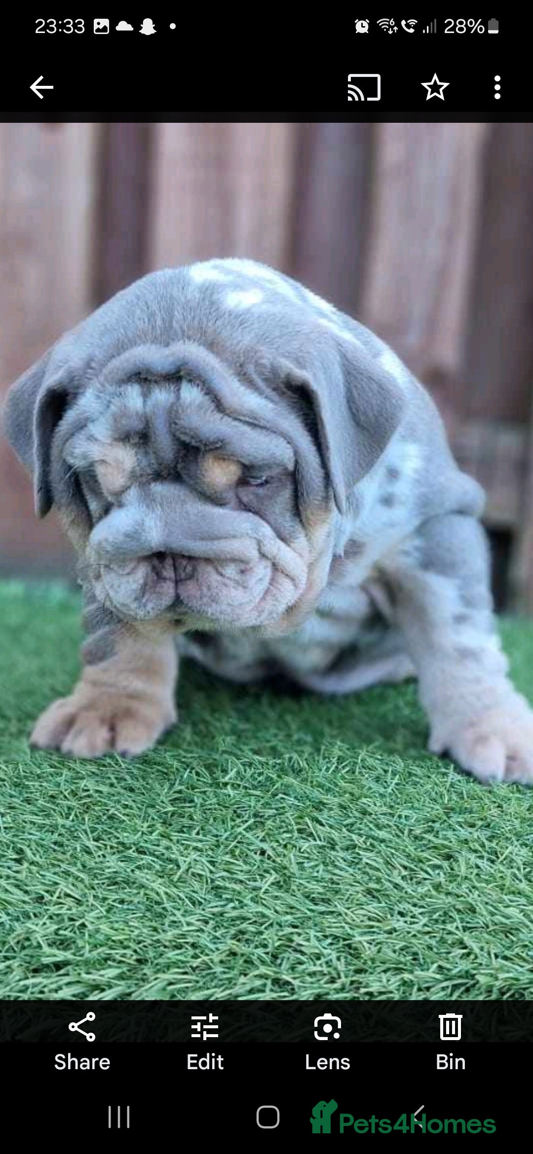 English Bulldog dogs for stud: British bulldog for stud - Advert 5