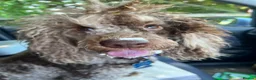Miniature Poodle dogs for stud: Brown Phantom Merle Mini Poodle health tested in Stockton-on-Tees - Advert 36