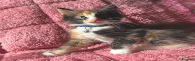 Blue collar - The Fluff ball
