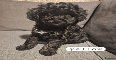 Toy Poodle dogs - Advert 12