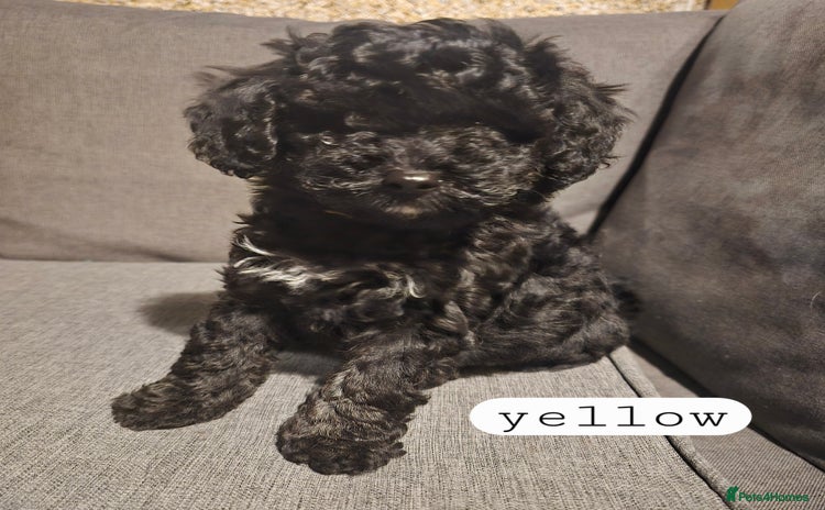 Toy Poodle dogs - Advert 14