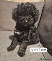 Toy Poodle dogs - Advert 12