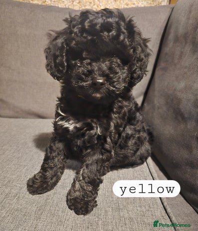 Toy Poodle dogs - Advert 14