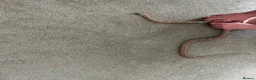 Corn Snake reptiles for sale: Healthy Adult Corn Snake (male) + Large Vivarium in Ashford - Advert 4