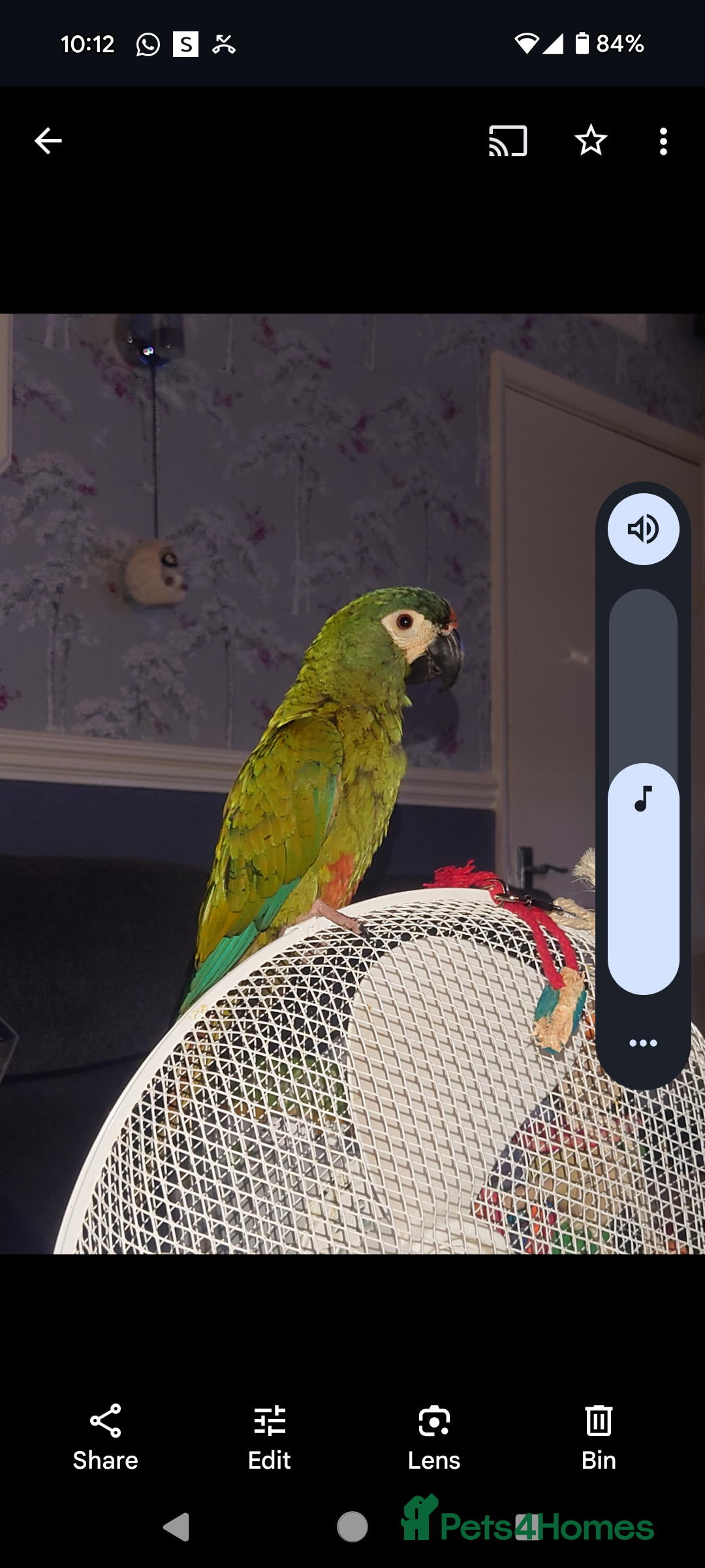 Macaws birds for sale: Illigers Macaw - Image 4