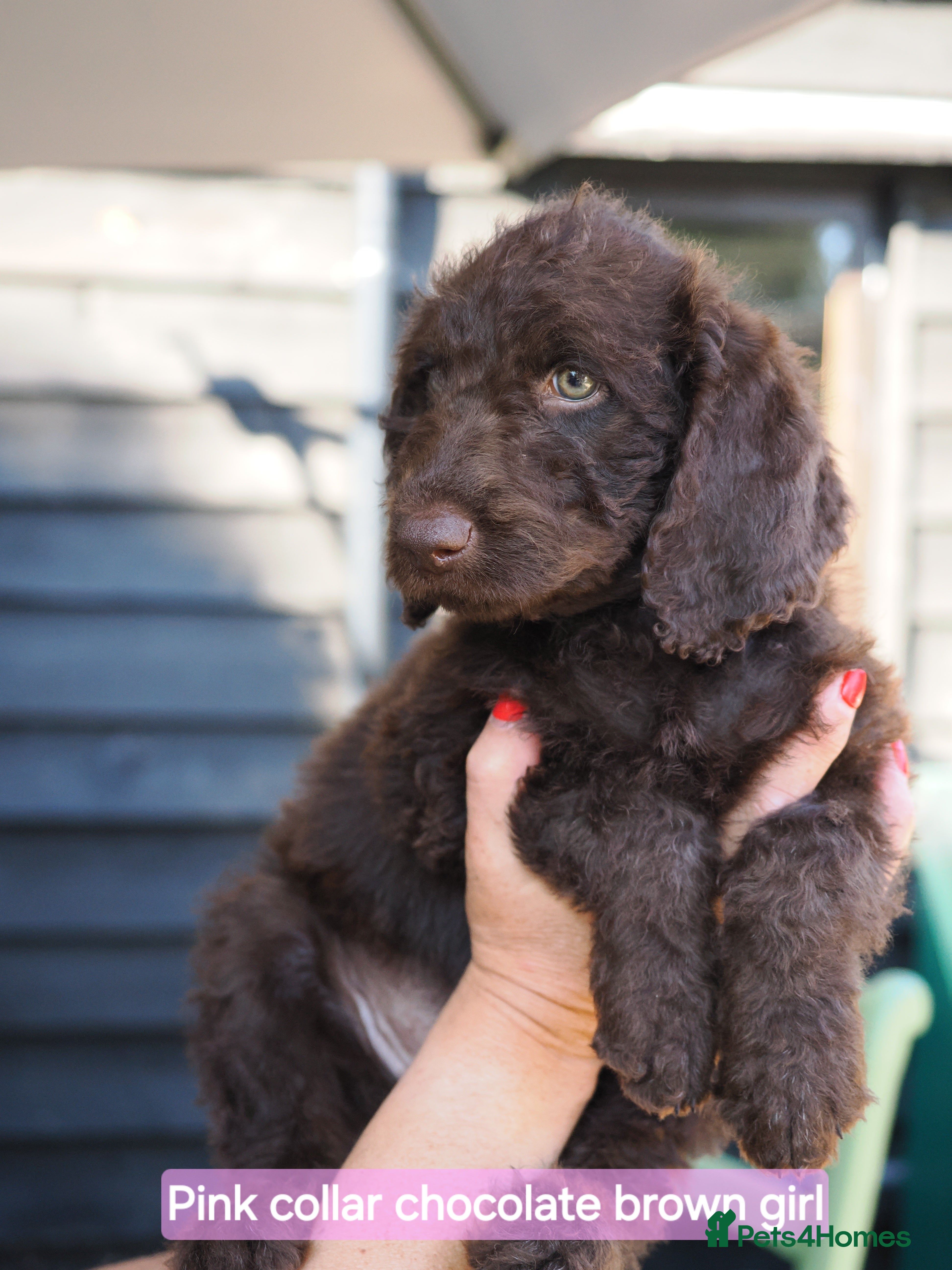 Labradoodle dogs Labradoodles Mini/Midi Multi Gen ready to go ! - Advert 2