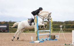 Connemara horses for sale: the ultimate school mistress🏡 - Advert 5