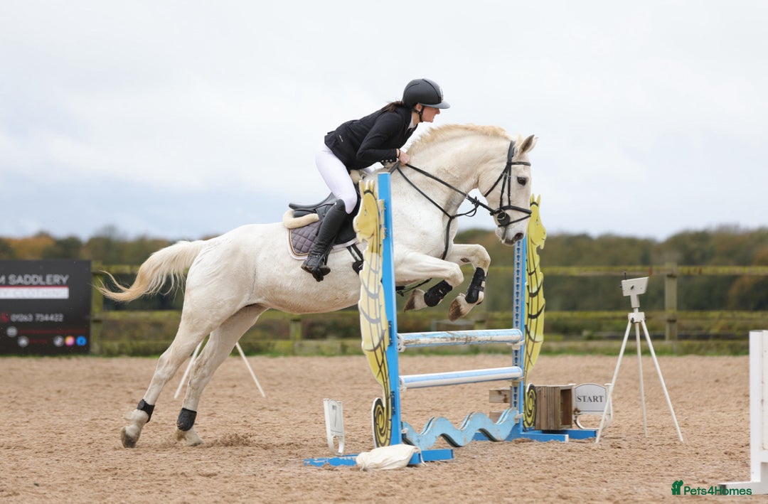 Connemara horses for sale: the ultimate school mistress🏡 - Advert 5