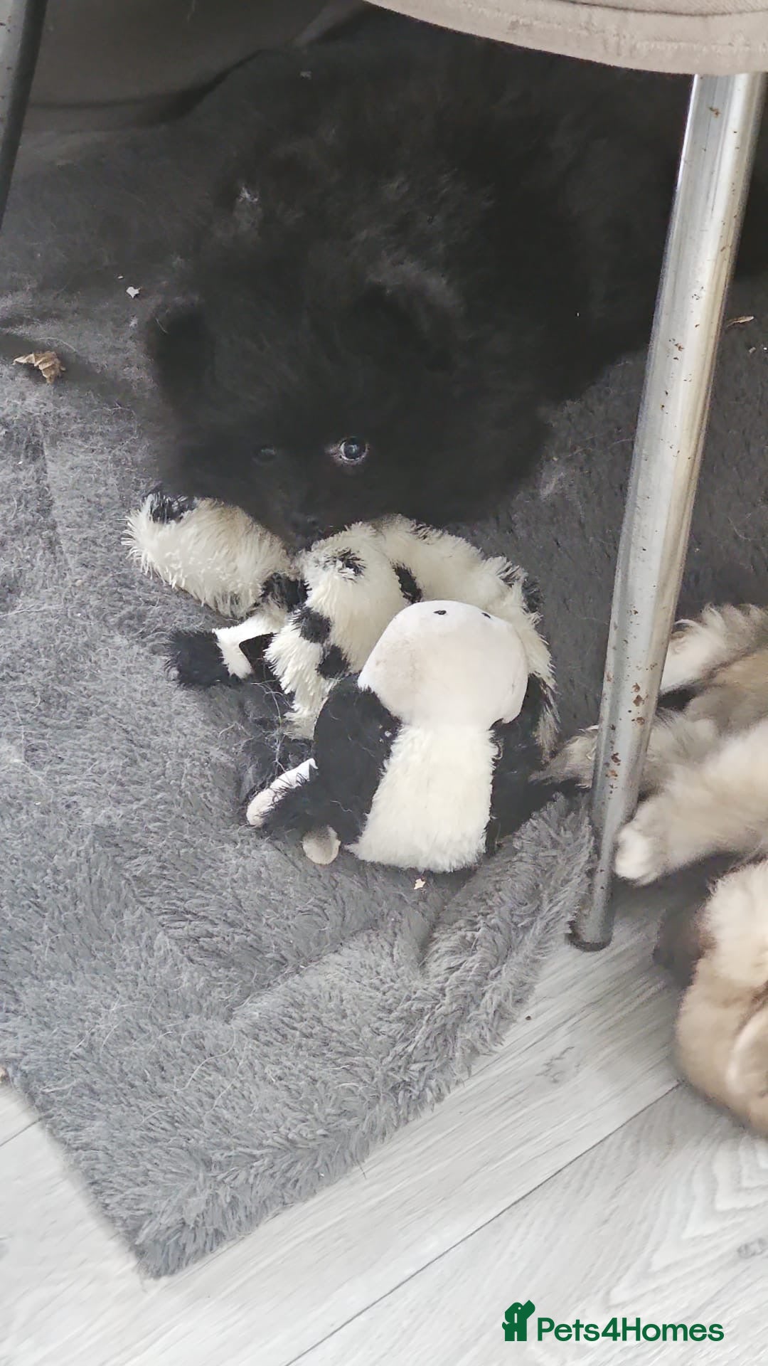Pomeranian dogs for sale: 4 lovely Pomeranian Puppies for sale AVAILABLE NOW - Image 18