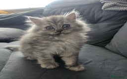 Persian cats for sale: Persian kittens for sale - Image 2