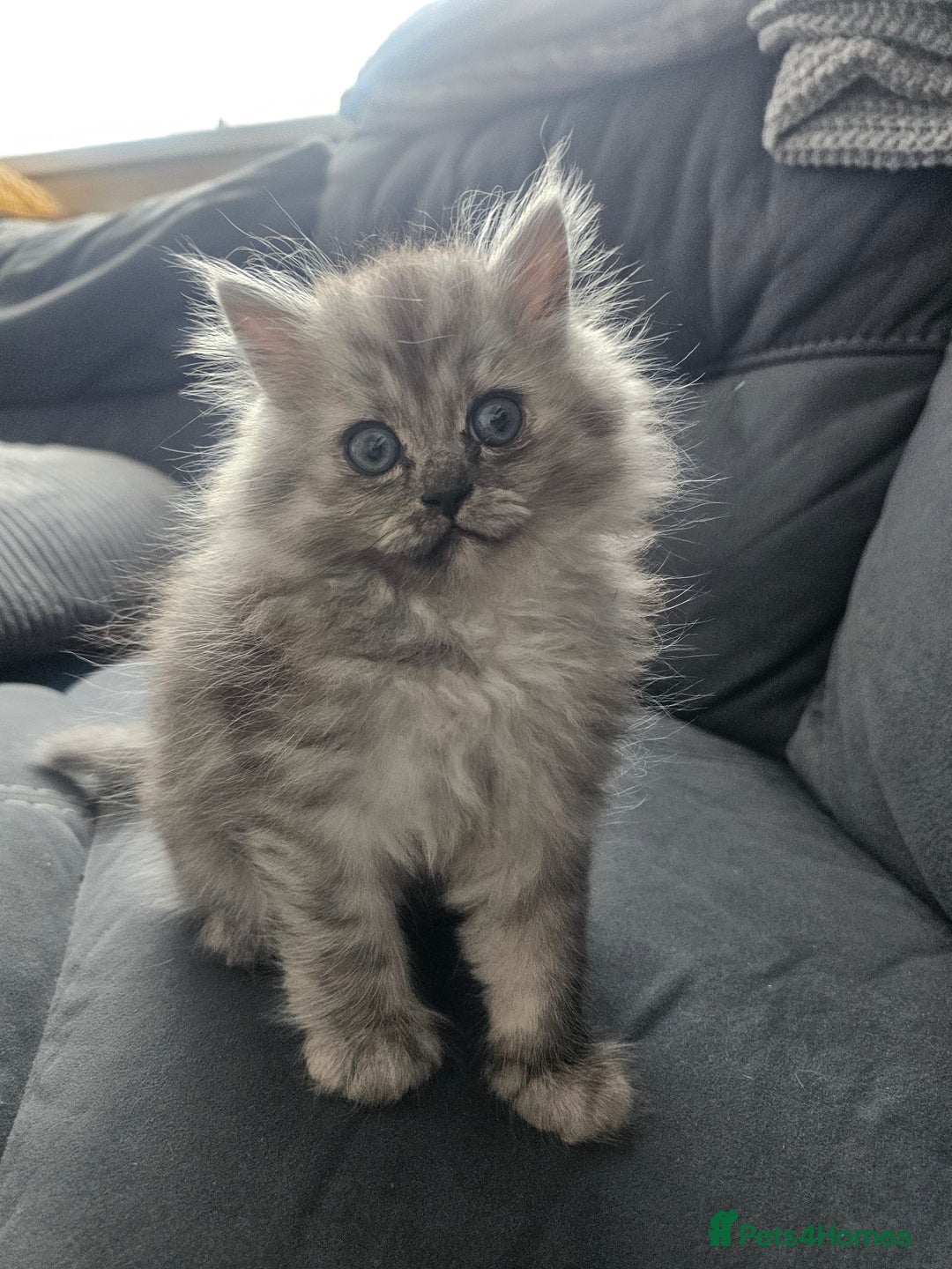 Persian cats for sale: Persian kittens for sale - Image 2