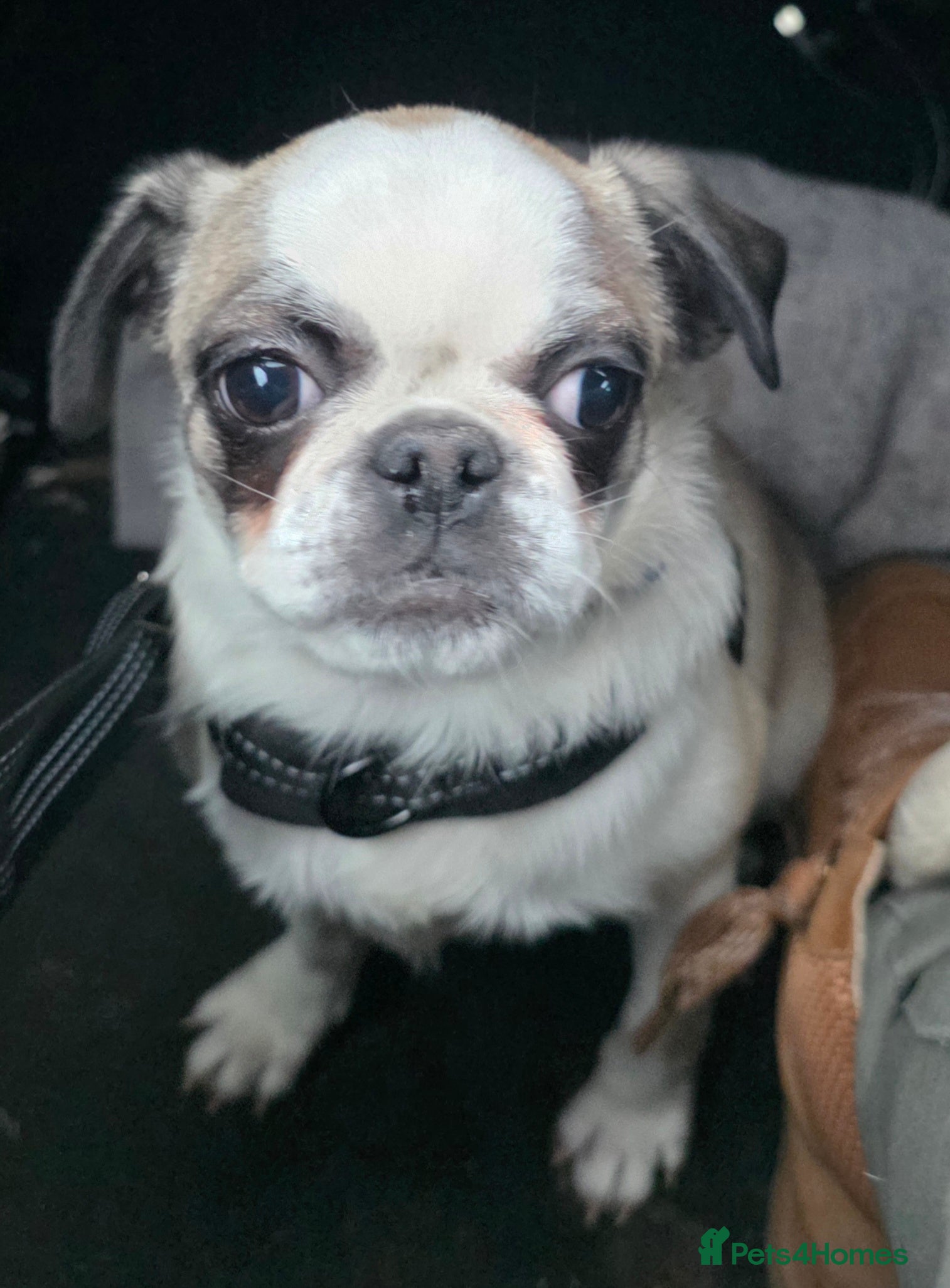 Pug dogs Pug girl 6 months old - Advert 2