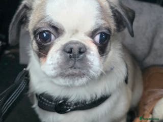 Pug dogs Pug girl 6 months old - Advert 2