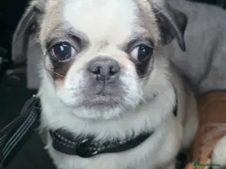 Pug dogs Pug girl 6 months old - Advert 12