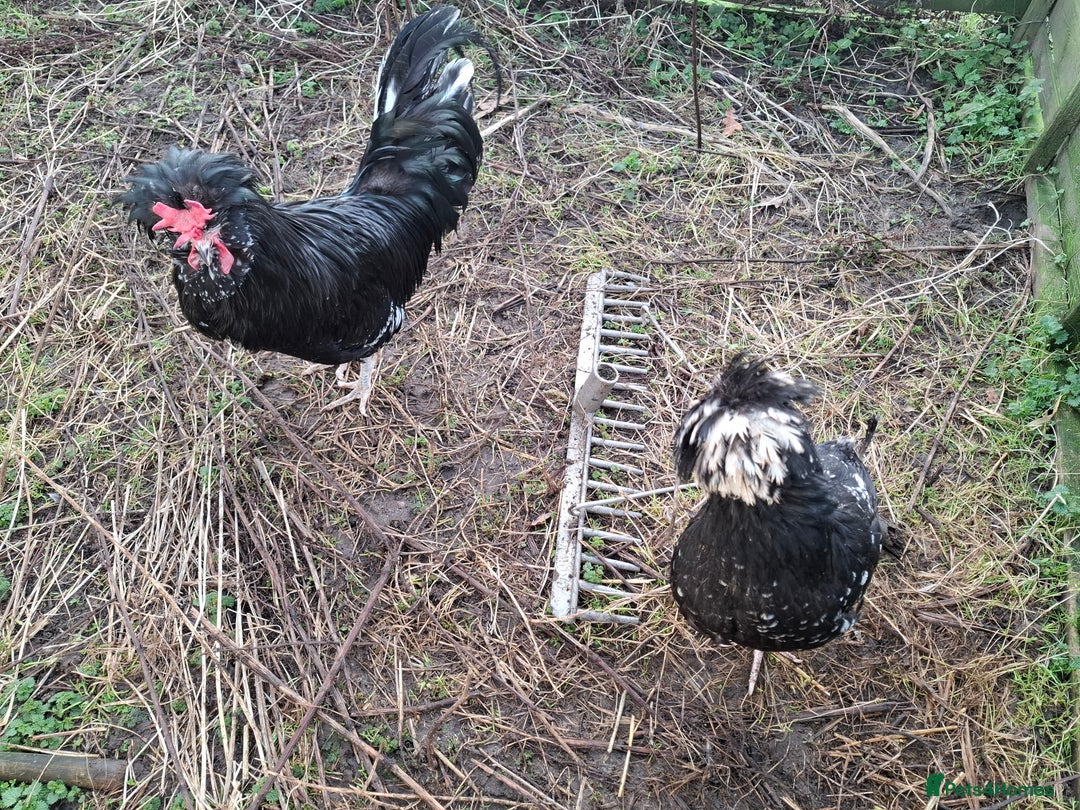 Chickens poultry for sale: 2 pairs of mottel Houdans - Advert 4
