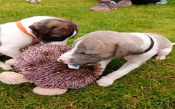 Whippet dogs for sale: Quality KC reg Whippet Puppies - Image 12