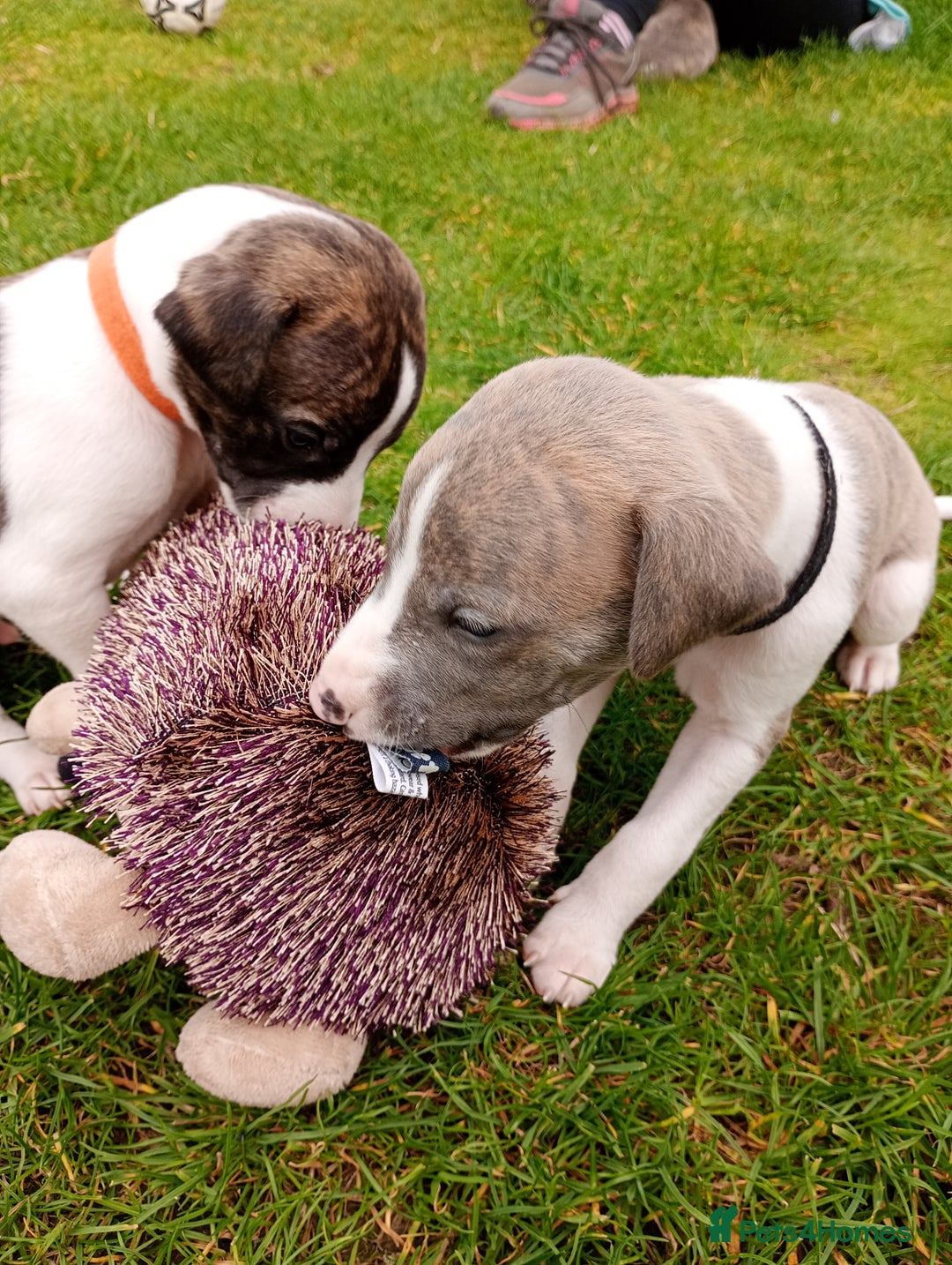 Whippet dogs for sale: Quality KC reg Whippet Puppies - Image 12