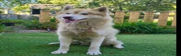 Siberian Husky dogs for sale: Farley - Advert 2