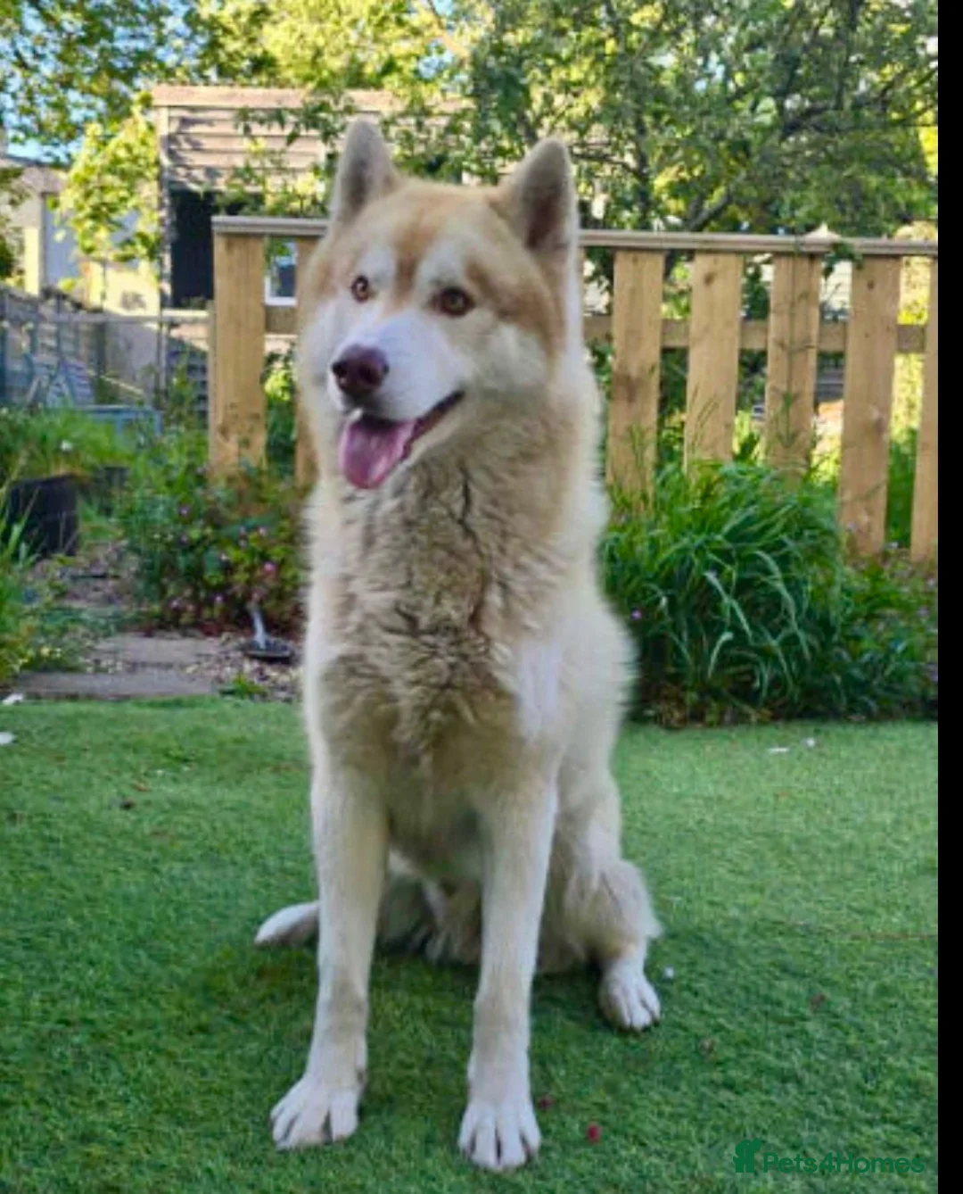 Siberian Husky dogs for sale: Farley - Advert 2