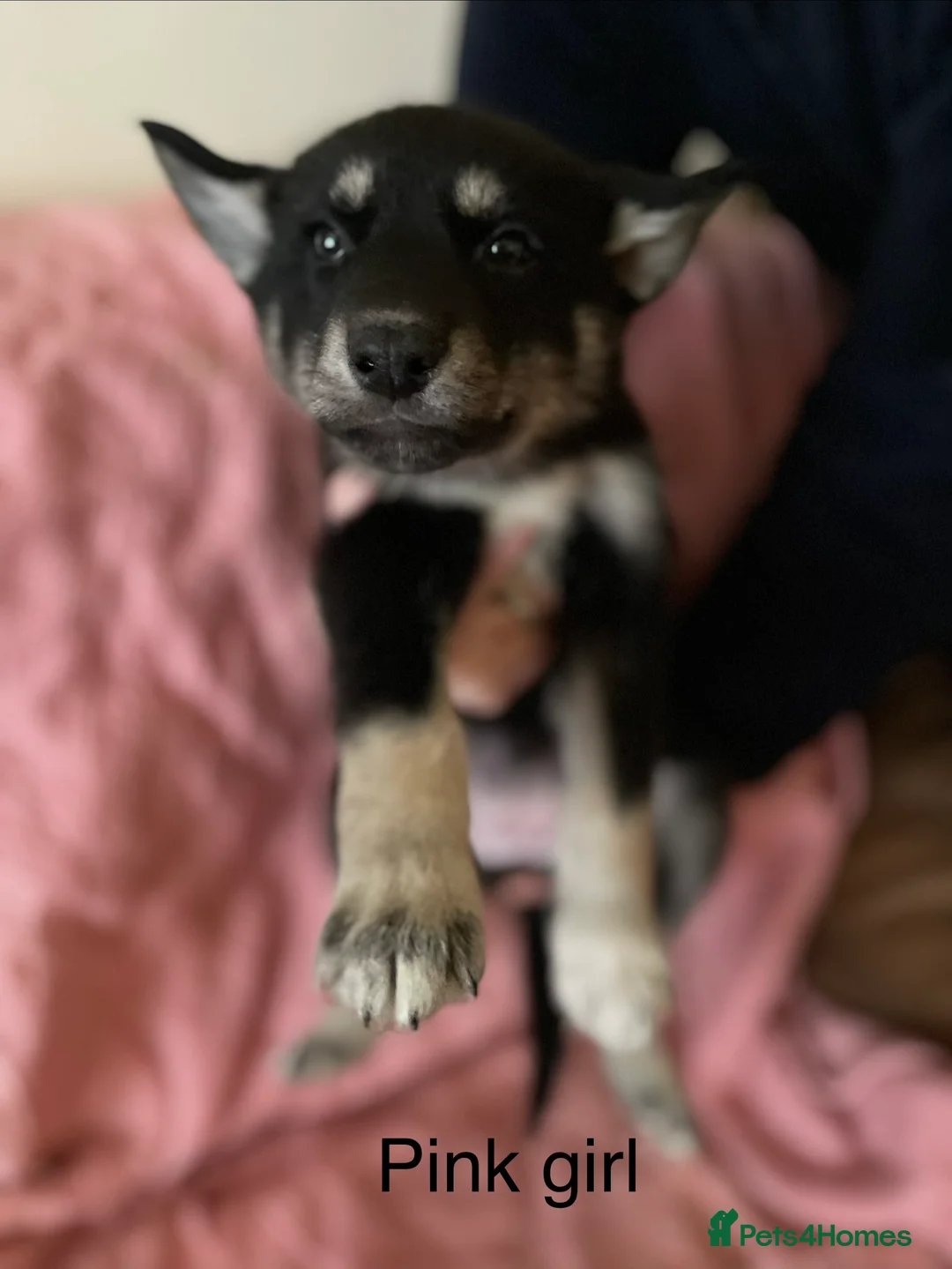 Shepsky dogs for sale: Shepsky babies READY NEXT WEEK  - Advert 2