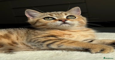 Scottish Fold cats - Advert 2