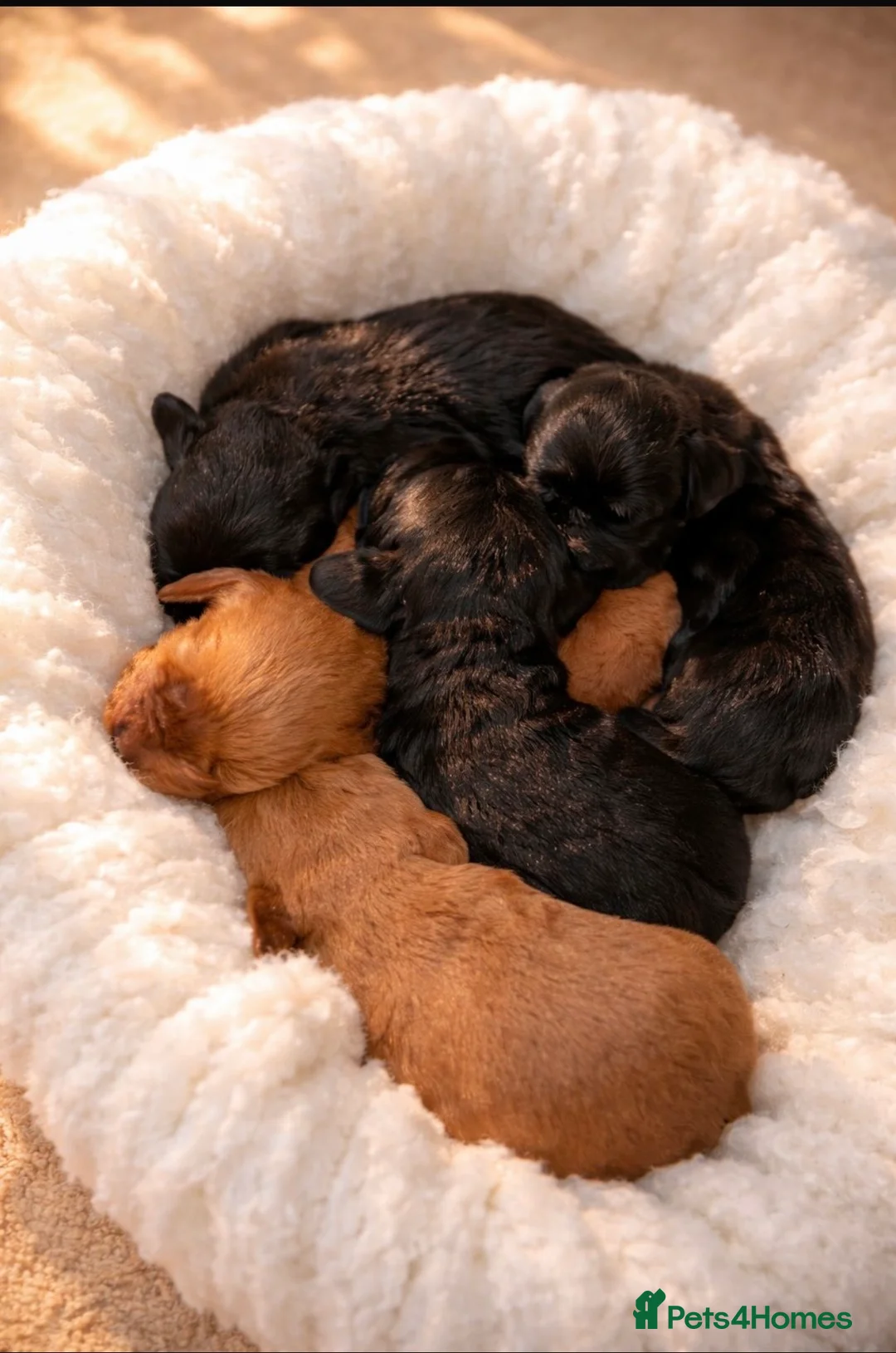 Cocker Spaniel dogs for sale: Fully health checked Working cocker spaniels  - Advert 2