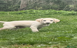Saluki dogs for sale: Lovely Saluki Puppies - Image 8