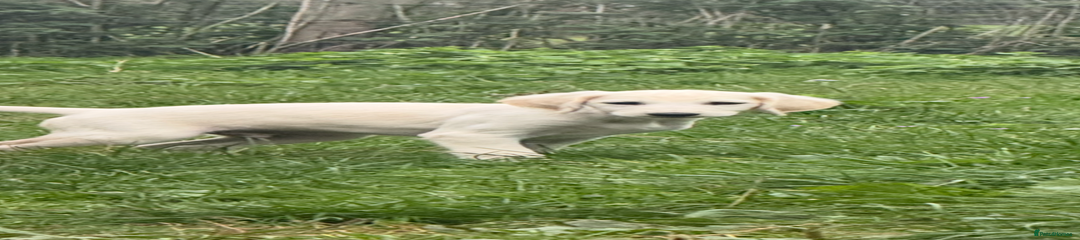 Saluki Puppy 1
