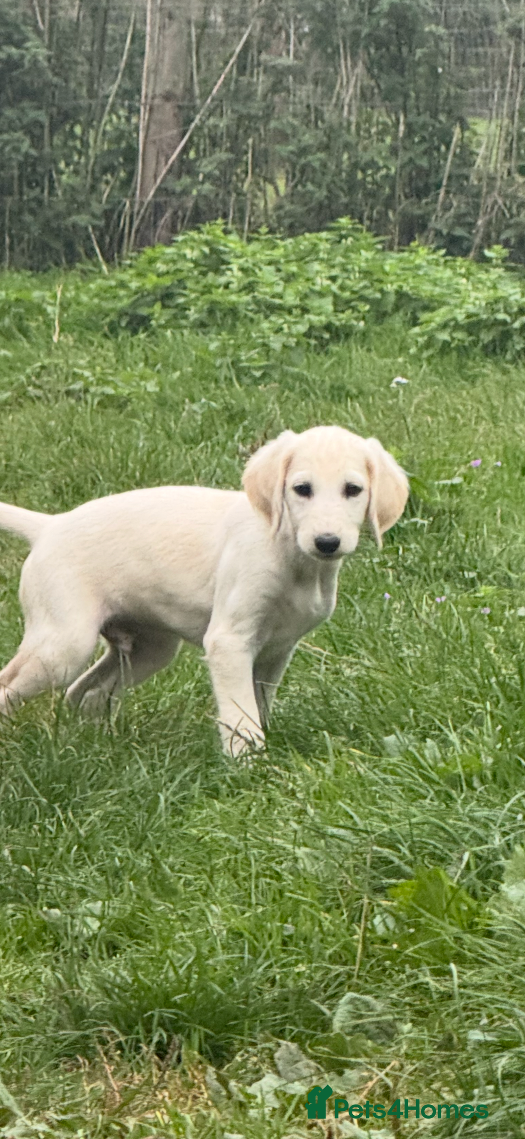 Saluki dogs for sale: Lovely Saluki Puppies - Image 8