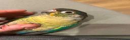 Conures birds for sale: Green Cheek Conure Looking for His Forever Home - Advert 32