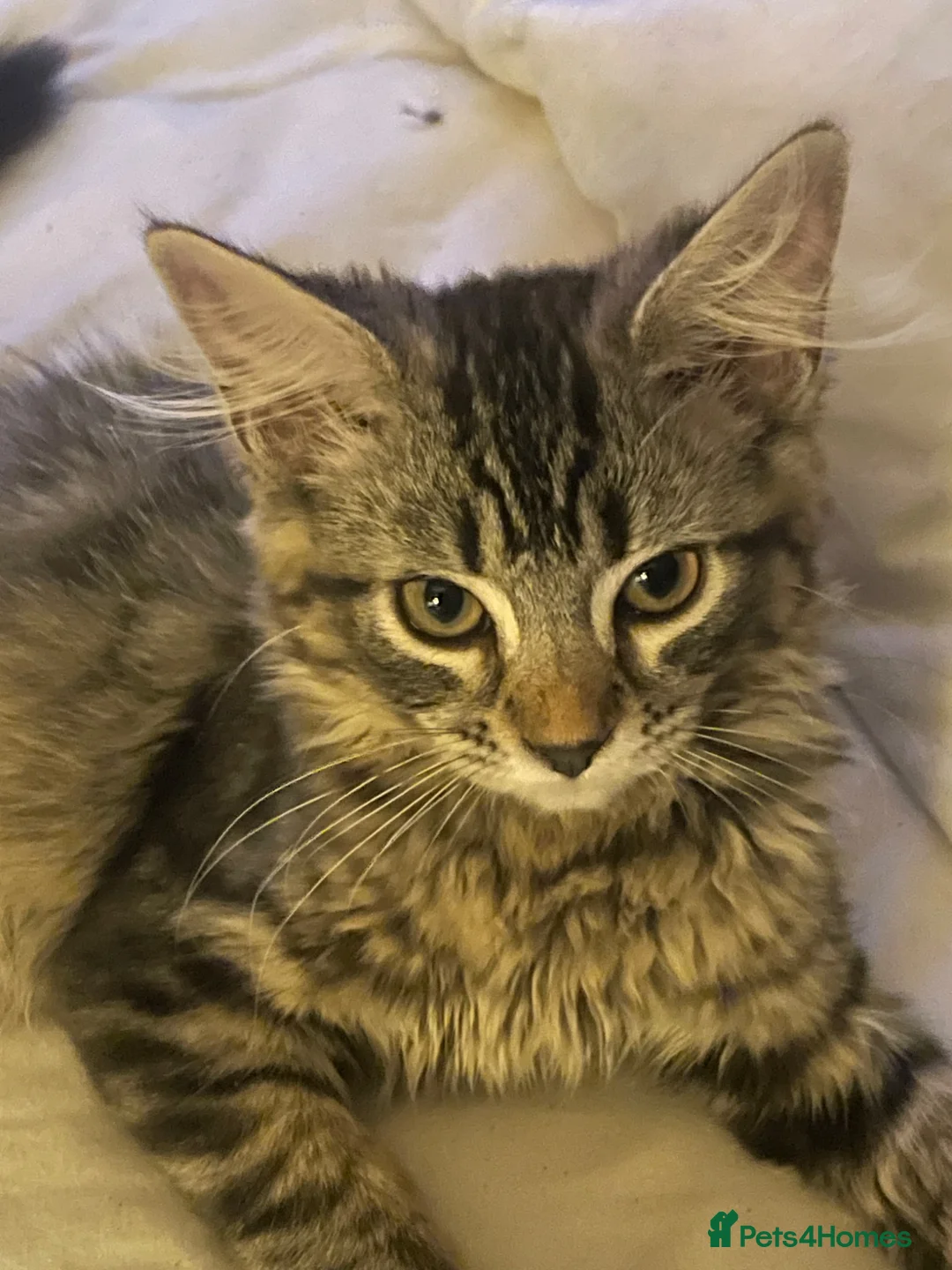 Mixed Breed cats for sale: Meet piglet - Advert 2