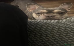 French Bulldog dogs for sale: Rio is looking for his forever home - Advert 2