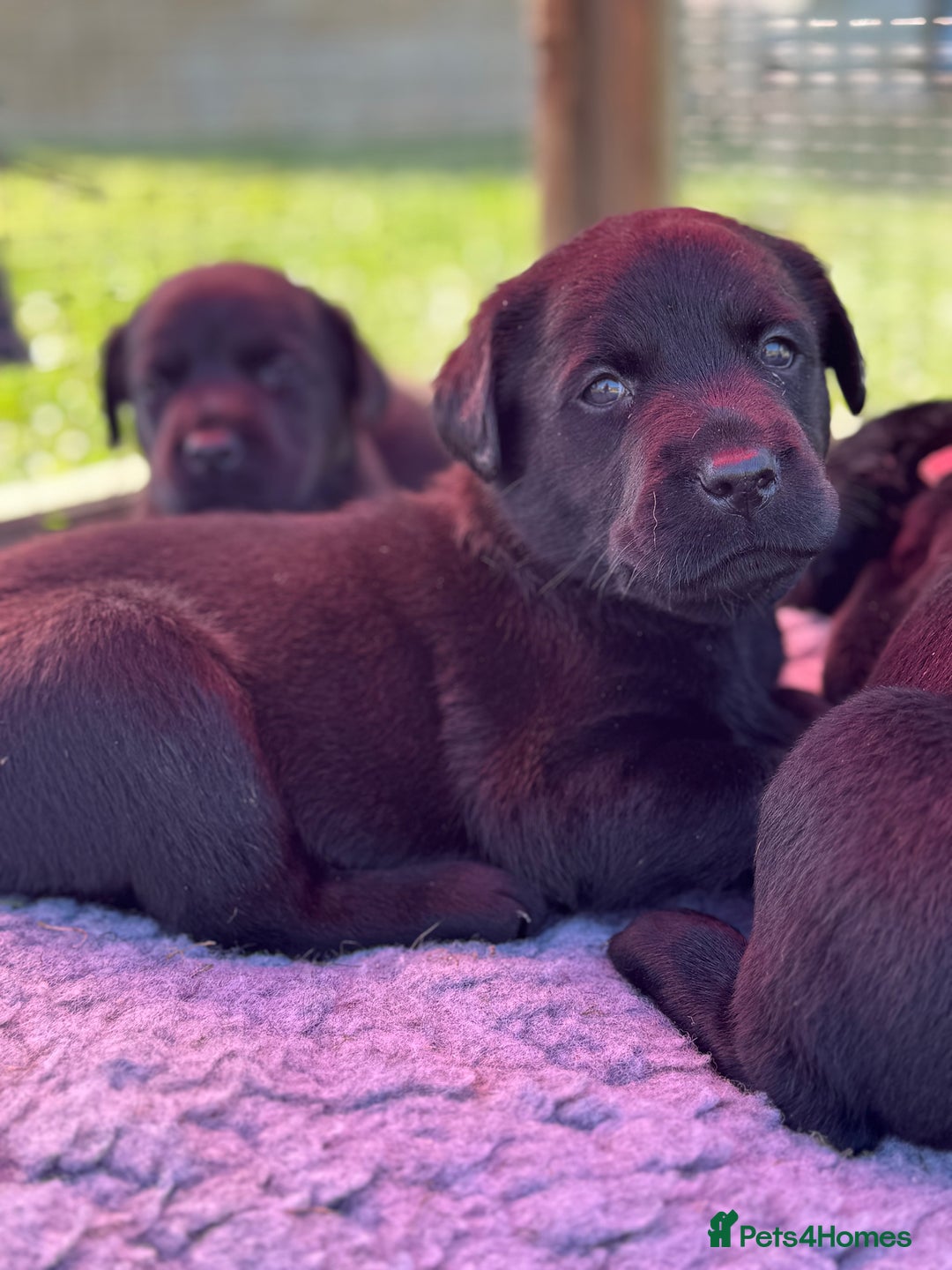 Labrador Retriever dogs for sale: KC Reg Health Tested Working Labradors - Image 38