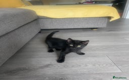 Mixed Breed cats for sale: Three mixed breed kittens - Image 5
