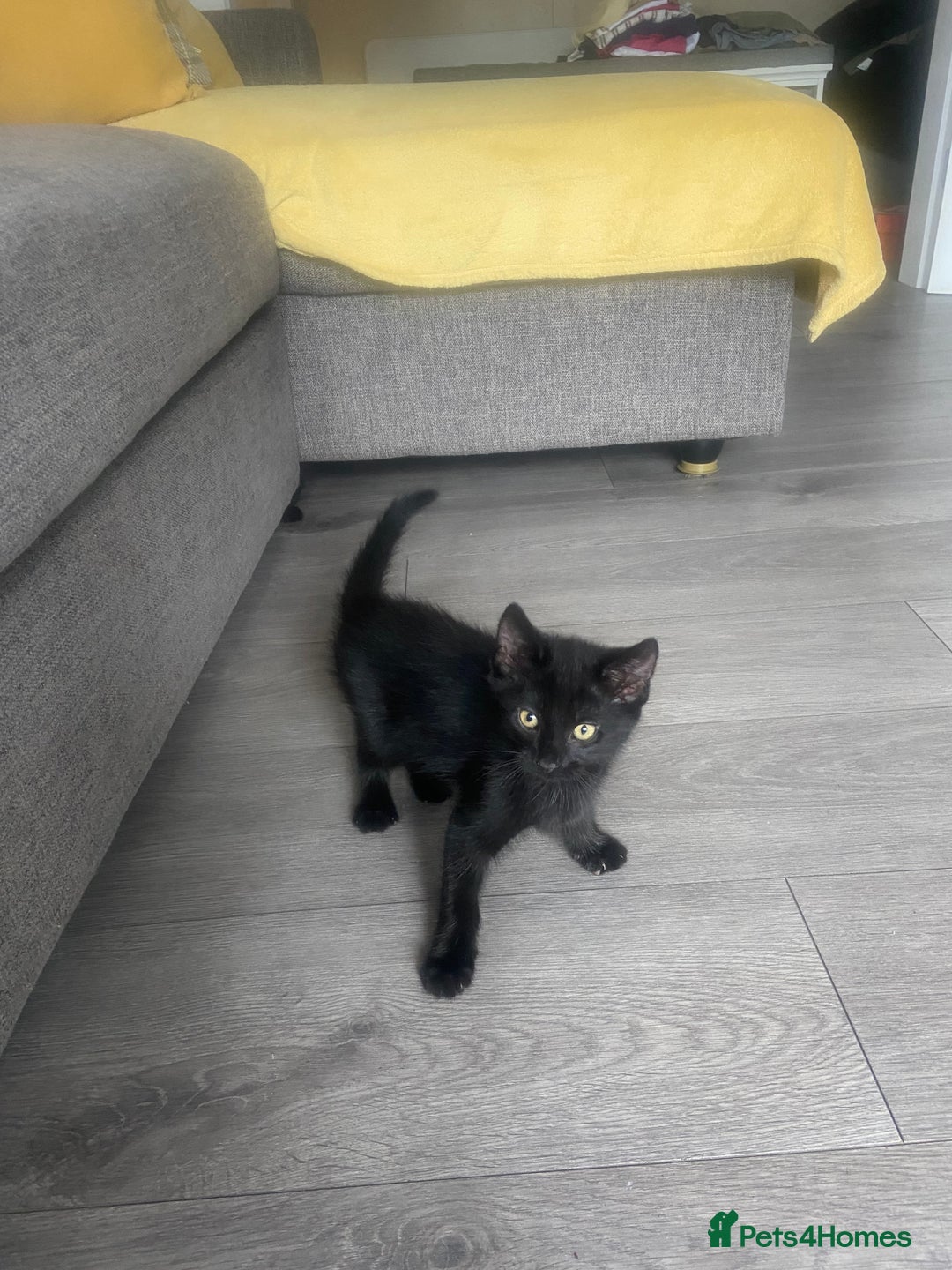 Mixed Breed cats for sale: Three mixed breed kittens - Image 5