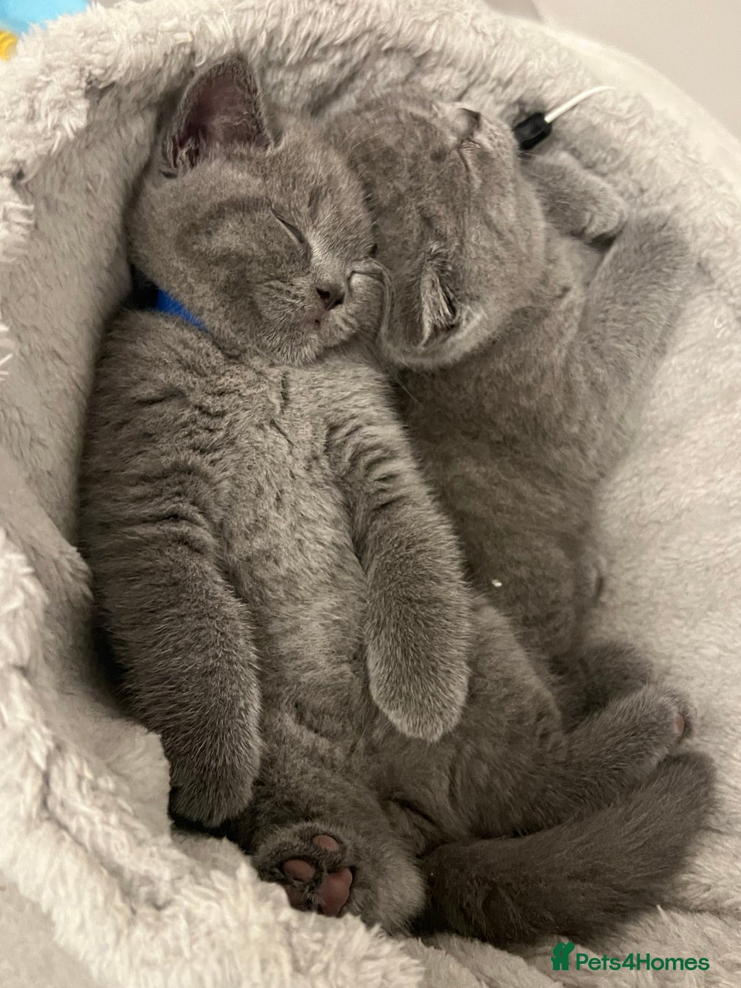 British Shorthair cats for sale: GCCF registered British Shorthair kittens  - Advert 12