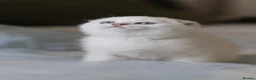 Scottish Fold cats for sale: Scottish fold - Advert 20