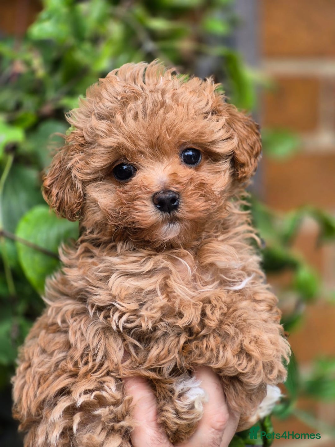 Maltipoo dogs for sale: 🐶Rare Asian/Korean Tiny Maltipoo Puppies🐶 - Image 19