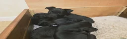 Patterdale Terrier dogs for sale: Patterdale Puppies - 5 Beautiful Bitches - Advert 17