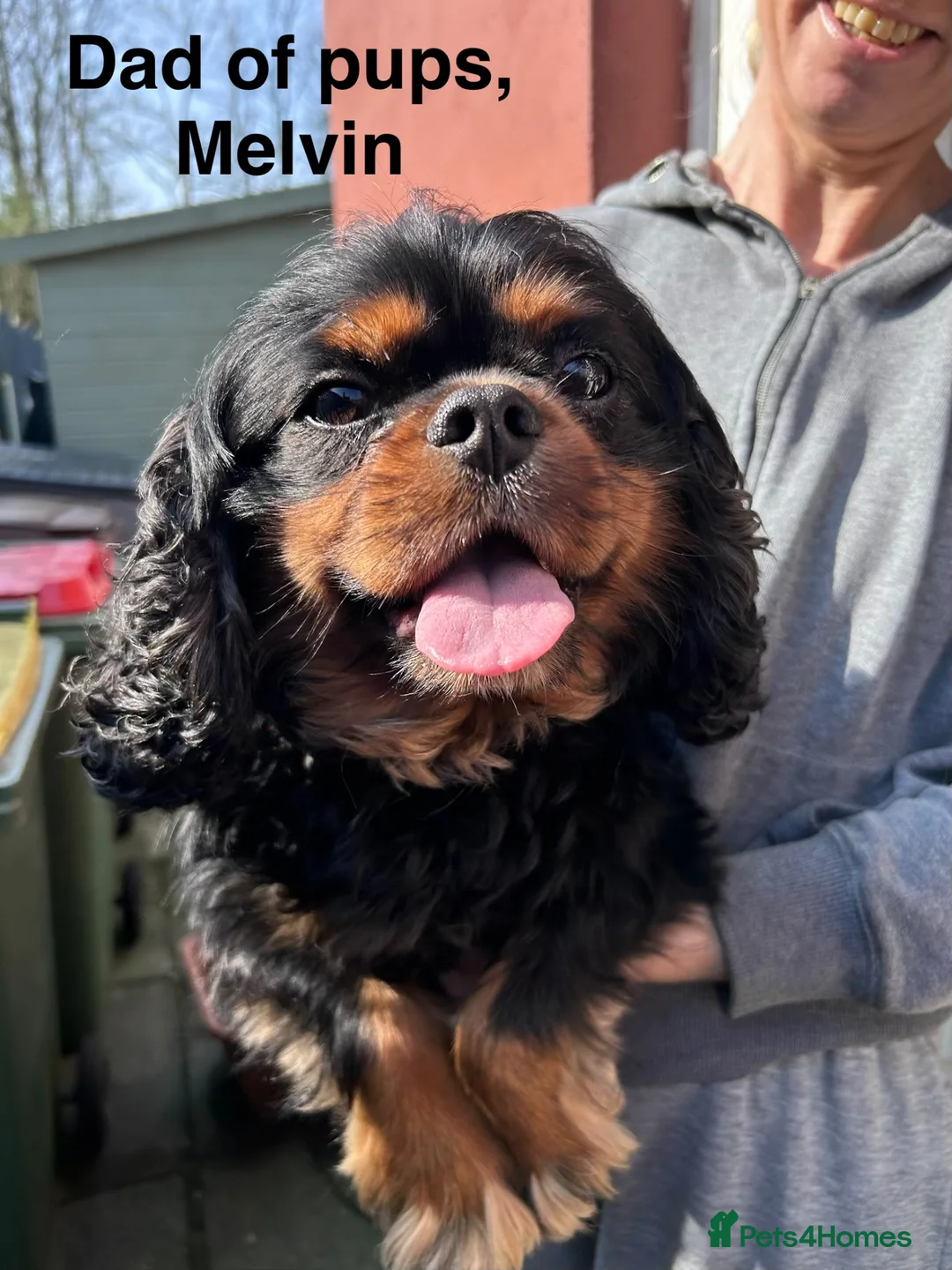 Cavalier King Charles Spaniel dogs for sale: Puppies en route Cavalier King Charles Spaniel - Advert 6